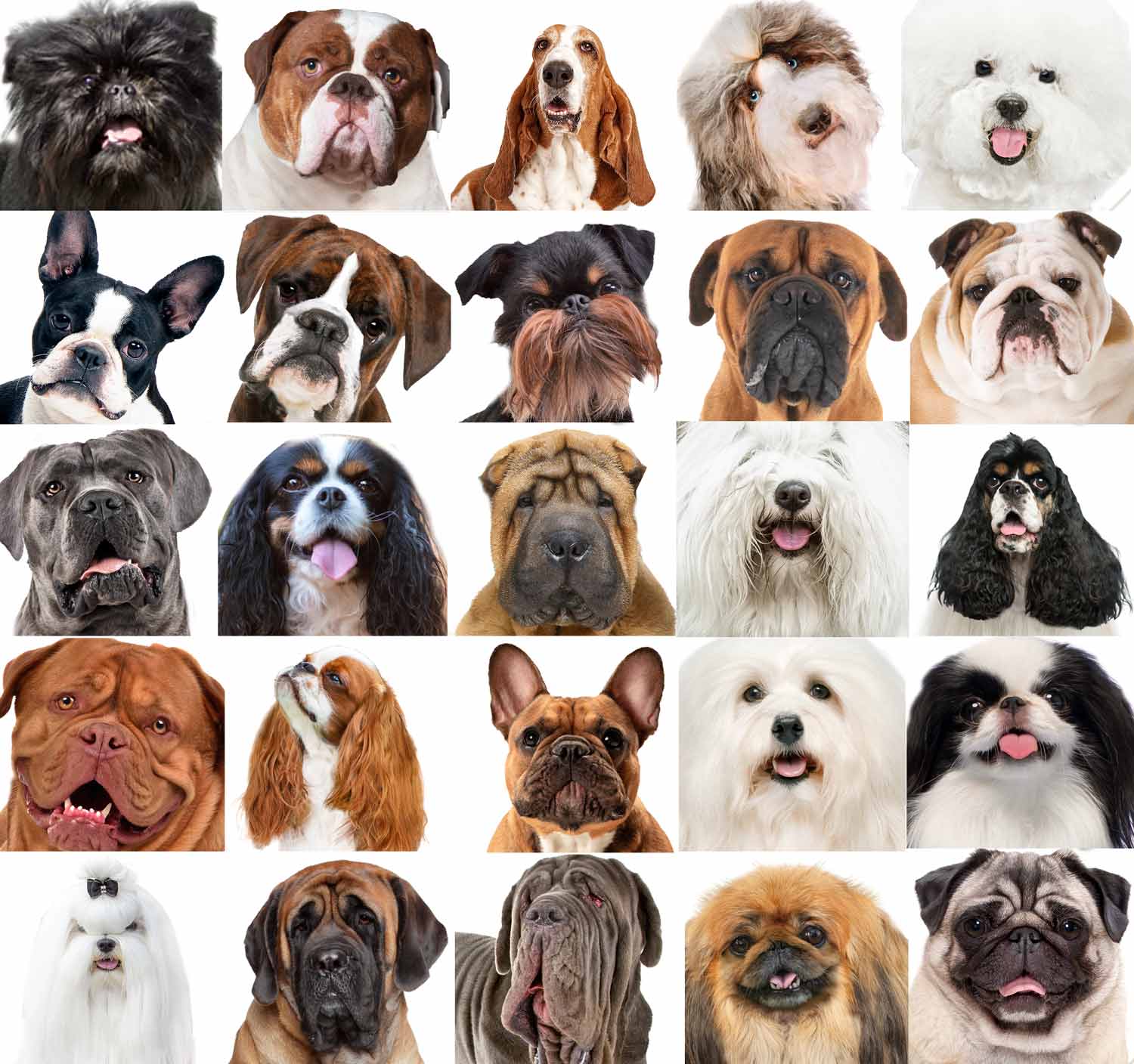 FLAT-FACED DOGS